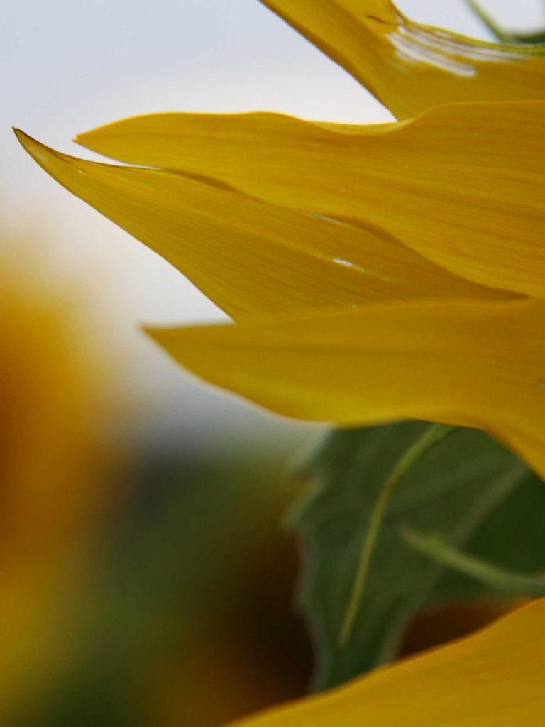 Gelbe Sonnenblumenblätter mit weichen, geschwungenen Formen vor unscharfem Hintergrund.